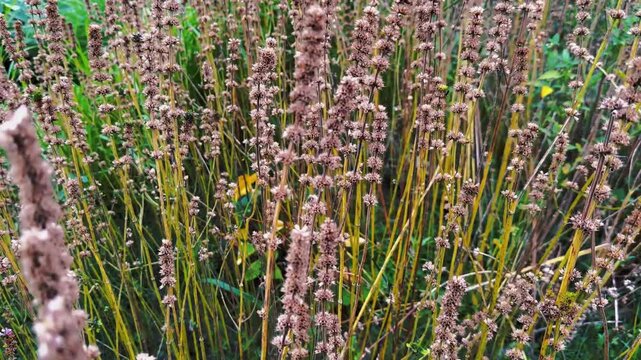 Wild Flower Plants Growing Dense In Fresh Natural Outdoor Field
