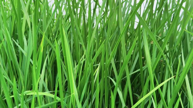 Green Grass Leaves Swaying Softly In Fresh Natural Countryside Field