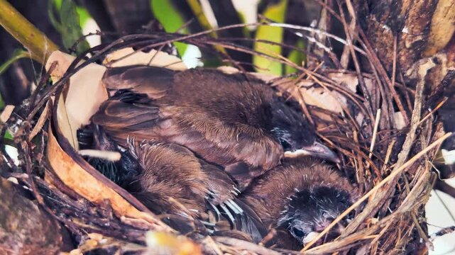 Bird Nest Chicks Resting Together Safe In Small Tree Branch,video