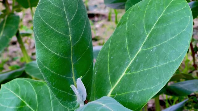 Close-up of Calotropis Procera (Giant Milkweed) Fresh Green Leaves
