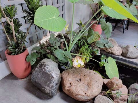 Indoor Garden Pond with Large Elephant Ear Plants and Natural Rocks