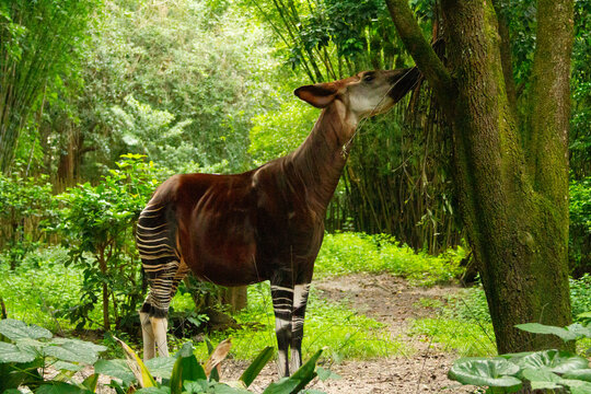 Okapi