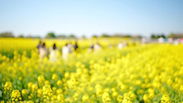 Blurred view of a vibrant yellow rapeseed field with people walking in the background under a clear blue sky.