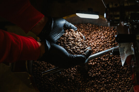 A coffee roaster puts coffee beans into a roaster machine.