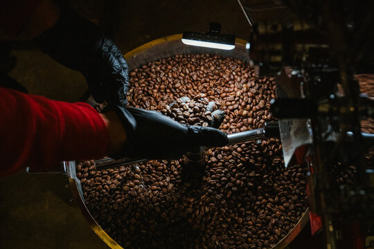 A coffee roaster puts coffee beans into a roaster machine.