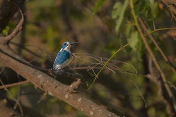 Colorful Lilac Breasted Roller and Blue Tit Perched on Tree Branch in Natural Garden Wildlife Spring Bird Portrait © Ri. Lens
