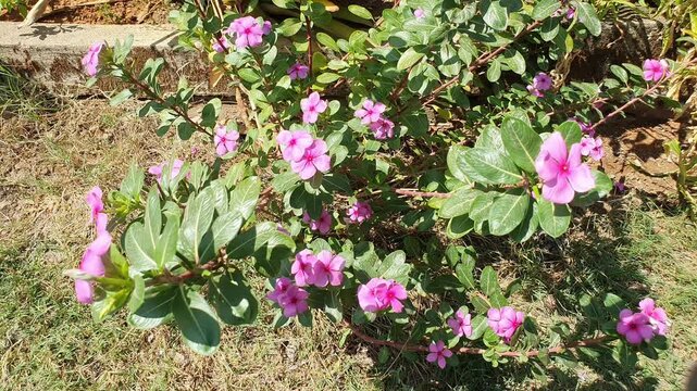 A cluster of pink Madagascar periwinkle (Catharanthus roseus) flowers blooming with fresh green leaves, softly blowing and swaying in a gentle outdoor breeze.