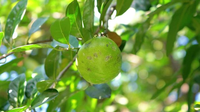 Diospyros nigra (black sapote, chocolate pudding fruit, Diospyros digyna , Sapota nigra, black persimmon, chocolate pudding tree).  A tropical fruit tree native to Mexico and Central America