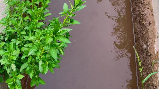 Fresh green mint plants next to muddy water ditch