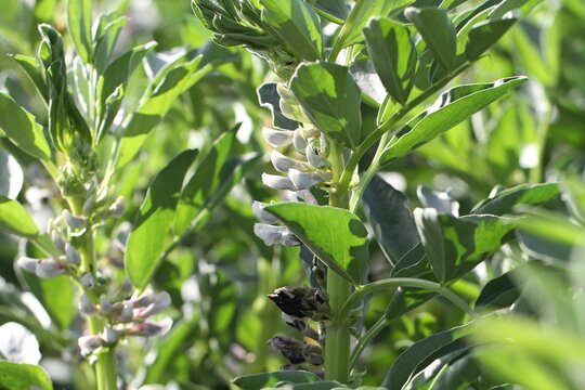 Field of Young Vicia Faba Crops on a Summer Day.