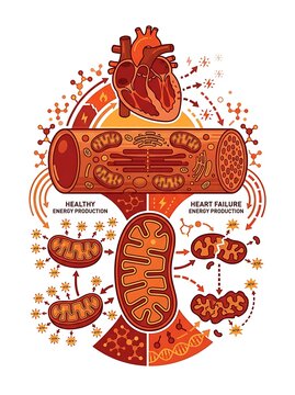 Medical diagram of heart energy production and mitochondrial function