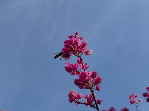 pink flowers on blue sky, Antigonon leptopus , Coral vine or Mexican creeper or Chain of love or Pink vine or Honolulu Creeper or POLYGONACEAE or pink flowers in the garden