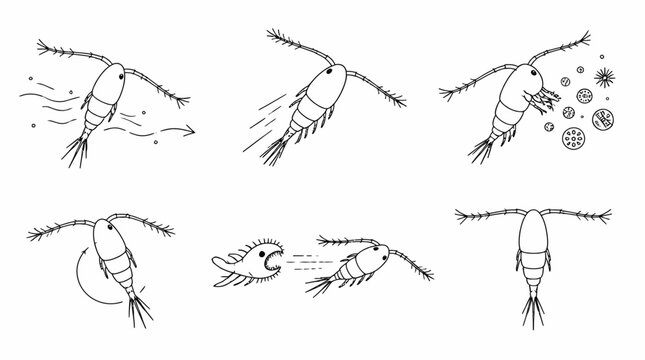 Copepod Plankton Life Cycle Icons Set, Hand Drawn Marine Microorganism