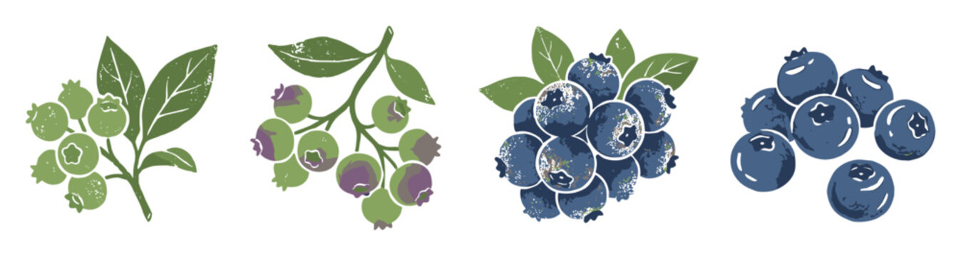 Botanical blueberry illustration set from unripe green to ripe berries