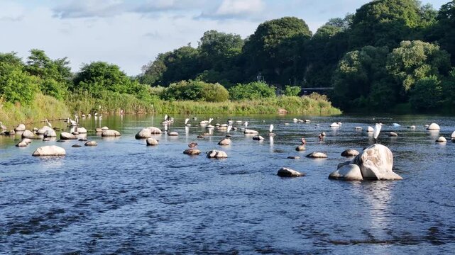 River flows gently over smooth stones. White birds glide above the water's surface. Lush green trees frame the tranquil scene. Sunlight glints off the rippling surface. Nature thrives in this peaceful