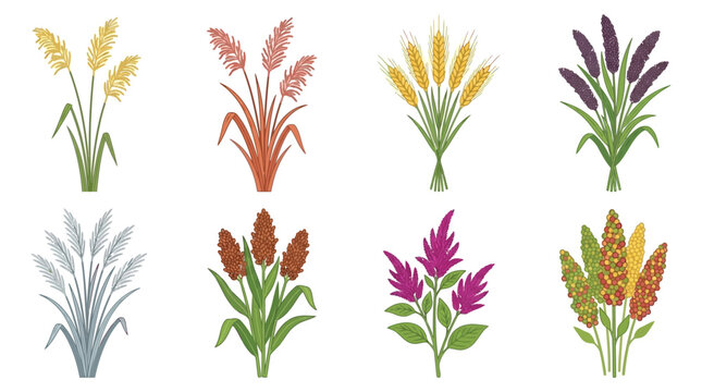 Collection Of Various Grain And Seed Heads Vector Illustration