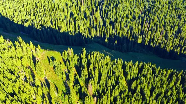 Aerial top view of dense evergreen pine forest on mountain slope in Xinjiang, China. Ideal for environmental and nature travel themes.