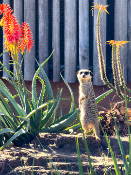 A meerkat standing among flowering succulents at Taronga Zoo in Sydney, New South Wales, Australia.