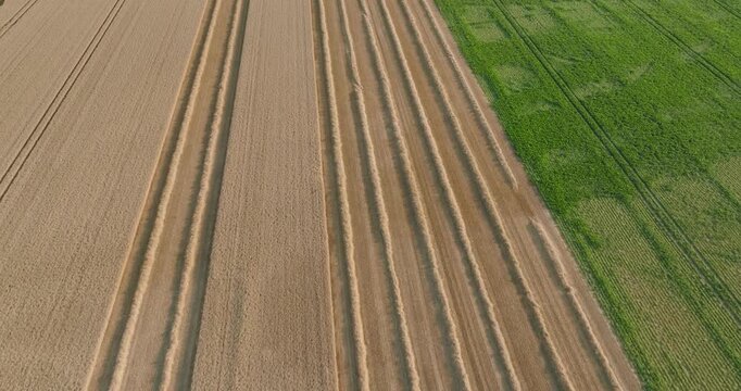Drone flies above perfectly symmetrical golden wheat harvest rows alongside lush green grassland, highlighting striking color contrast and geometric patterns in the rural landscape.