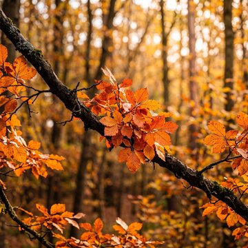 Golden autumn leaves on tree branch, warm orange forest background, seasonal nature photography for autumn design