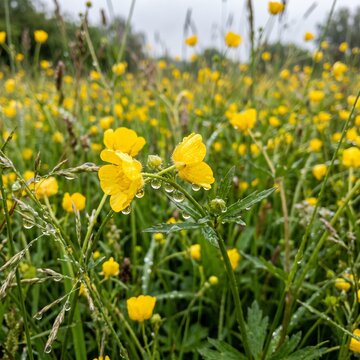 Yellow buttercup wildflowers with water drops in a green meadow, fresh morning dew on wild buttercups, natural spring background