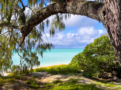View of a pristine white sand beach and turquoise lagoon through coastal she-oak trees on Heron Island, Great Barrier Reef, Australia.