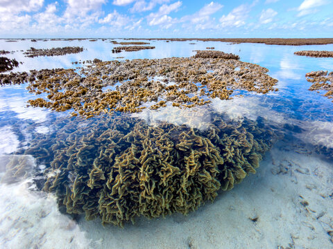 Shallow coral formations are visible beneath crystal clear water on the exposed reef flat at low tide on Heron Island, Great Barrier Reef, Queensland, Australia.