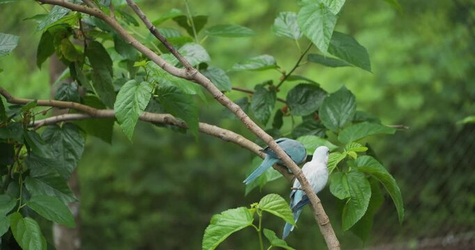 Two blue and white parakeets nuzzle affectionately on a leafy branch in a green garden setting and fly away in slow motion