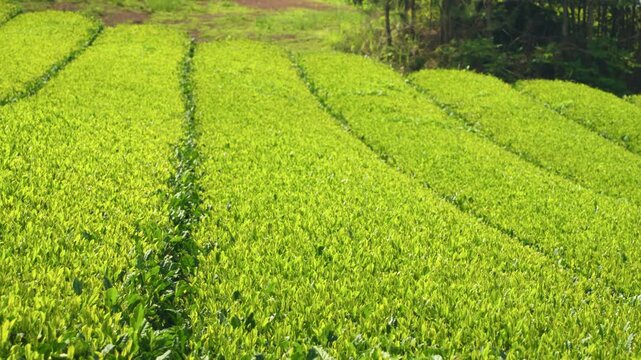 Close up slow pan glides across sunlit rows of fresh green tea leaves on plantation with forest edge in background