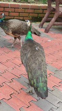 female indian peafowl standing and walking in the park, blue peahen in its natural habitat in afternoon