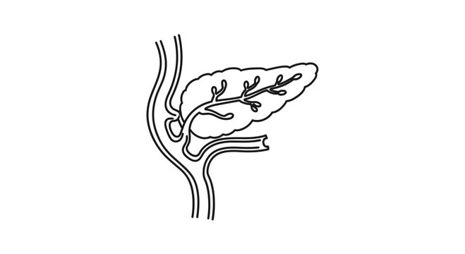 gallbladder anatomy drawing