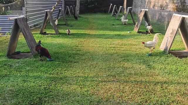 Diverse chickens roam a grassy poultry farm with wooden A-frame shelters under natural light.