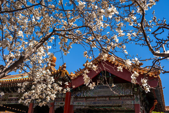 White magnolia blossoms framing red pavilion roof, Forbidden City Palace Museum, Beijing, China