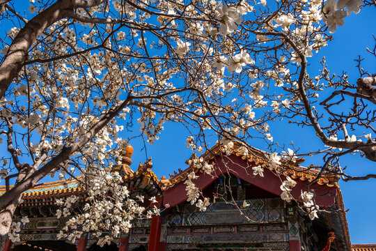 White magnolia branches framing Palace Museum roof, Forbidden City Imperial Garden, Beijing, China