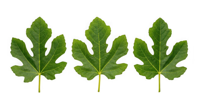 Three green fig leaves arranged in a row, isolated on transparent background