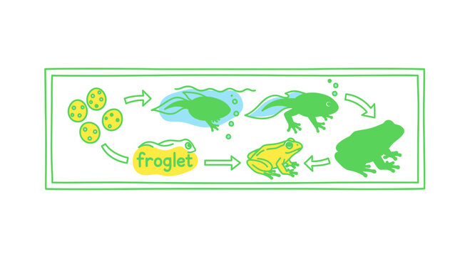 Frog life cycle, stages of growth