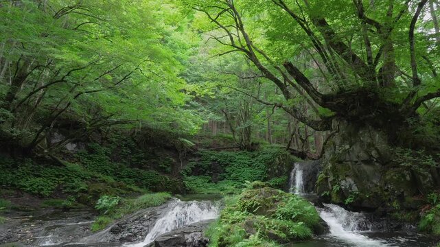 深緑の中の滝とその音声（環境音あり）