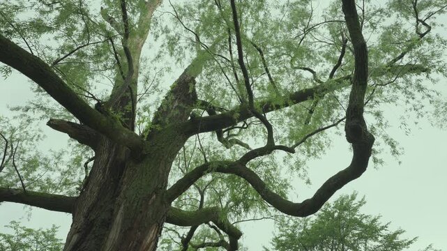 Bare eerie tree trunk rising diagonally across the frame in rain, cinematic low angle view under overcast Tokyo sky, Japan