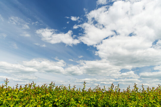 Blue sky with clouds above green shrubs