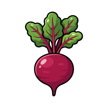 Red Beetroot Root Vegetable With Green Leaves Vector Illustration