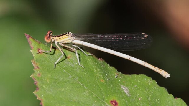 Caballito del diablo moviendo el abdomen sobre una hoja verde en c&aacute;mara lenta, Beniarr&eacute;s, Espa&ntilde;a