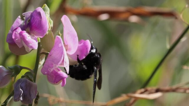 Abejorro carpintero libando n&eacute;ctar en una flor de guisante silvestre en c&aacute;mara lenta, Beniarr&eacute;s, Espa&ntilde;a
