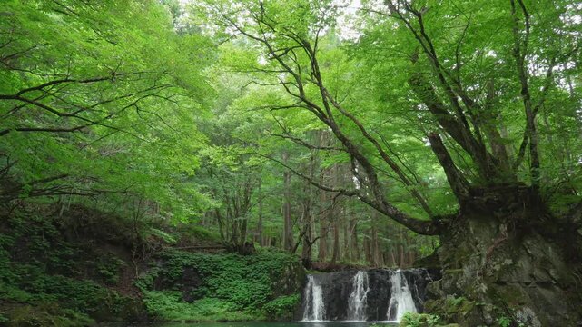 深緑の中の滝とその音声（環境音あり）