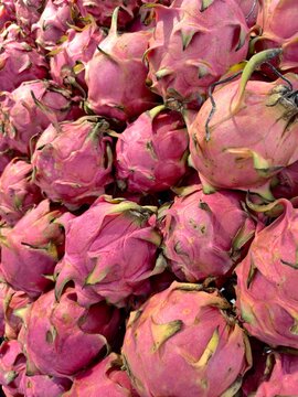 Fresh pitaya dragon fruit harvest displayed in a group with dragonfruit tropical colorful