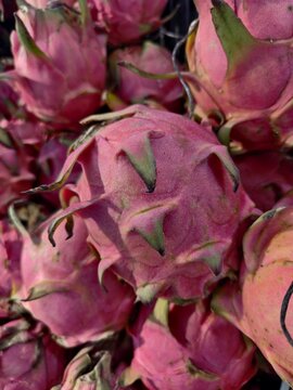 Detailed top down view of pink dragon fruit collection with tropical superfood nutrition colorful