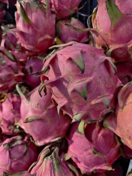 Group of fresh pitaya dragon fruits for sale at market with tropical superfood nutrition colorful