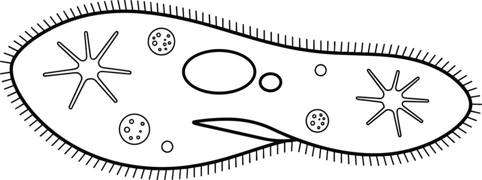 Paramecium Caudatum Protozoa Microorganism Diagram Featuring Cilia Hair Vacuole Nucleus Black Linear Line Art Outline For Coloring BookParamecium Caudatum Protozoa Microorganism Diagram Featuring Cili