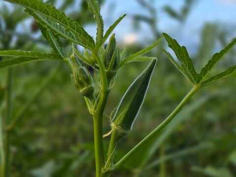 Okra , Abelmoschus esculentus, known in some English-speaking countries as lady's fingers