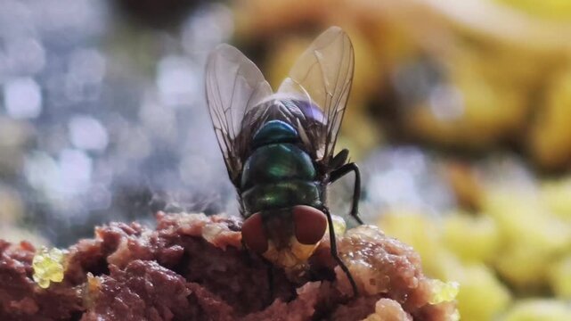 A sharp macro image of a metallic green fly on exposed food, underscoring hygiene concerns, potential contamination risks, and the pervasive presence of insect pests