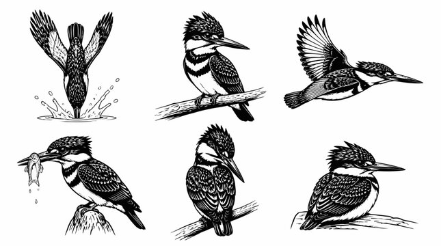 Kingfisher Bird Set in Engraved Style, Diverse Poses and Behaviors